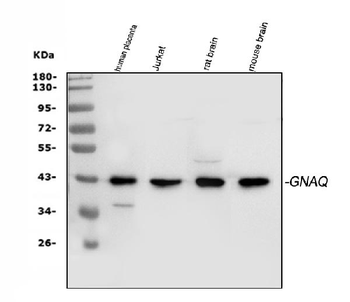 Anti-GNAQ Antibody