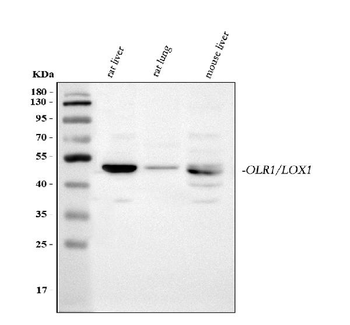 LOX Rabbit Polyclonal Antibody