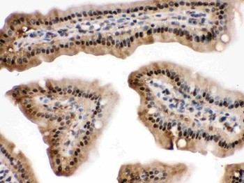 Anti-SAPK4/MAPK13 Antibody
