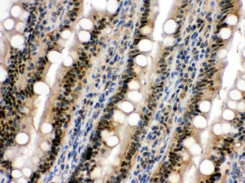 Anti-SAPK4/MAPK13 Antibody