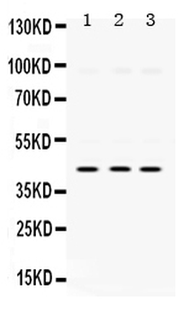 Anti-SAPK4/MAPK13 Antibody