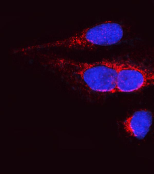 Anti-OPA1 Antibody