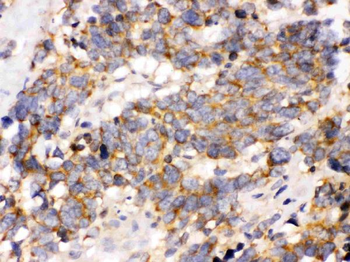 Anti-OPA1 Antibody