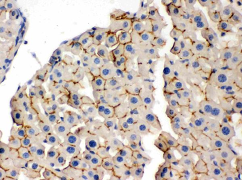 Anti-OPA1 Antibody