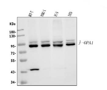 Anti-OPA1 Antibody