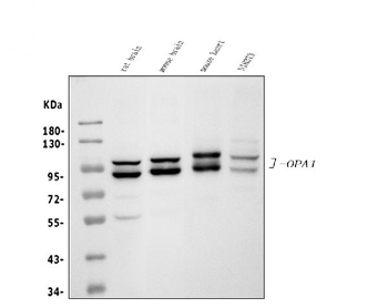 Anti-OPA1 Antibody