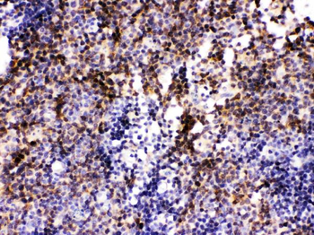Anti-Pax2 Antibody