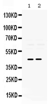 Anti-Pax2 Antibody