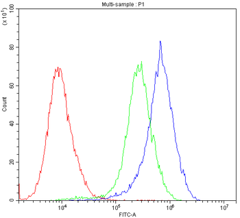 Anti-Cytochrome P450 Reductase/POR Antibody