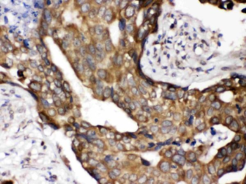 Anti-Cytochrome P450 Reductase/POR Antibody