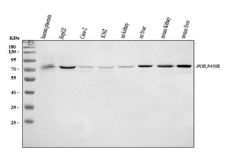 Cytochrome P450 Reductase/POR Antibody