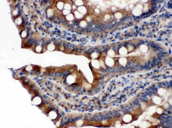 Anti-Cytochrome P450 Reductase/POR Antibody