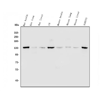 Anti-Myosin Phosphatase/PPP1R12A Antibody