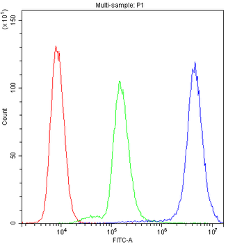 Anti-Myosin Phosphatase/PPP1R12A Antibody