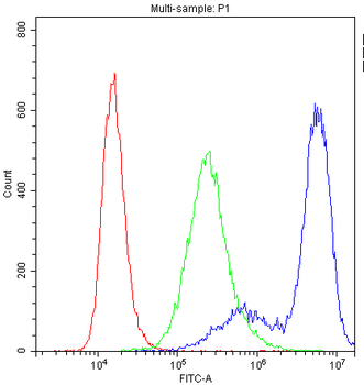 Anti-Myosin Phosphatase/PPP1R12A Antibody