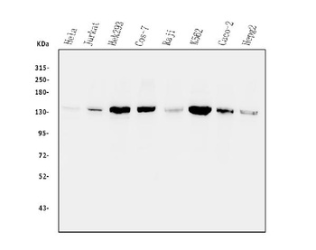 Myosin Phosphatase/PPP1R12A Antibody