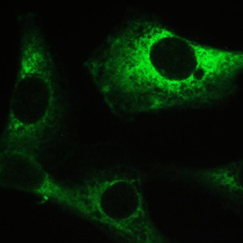 Anti-Myosin Phosphatase/PPP1R12A Antibody