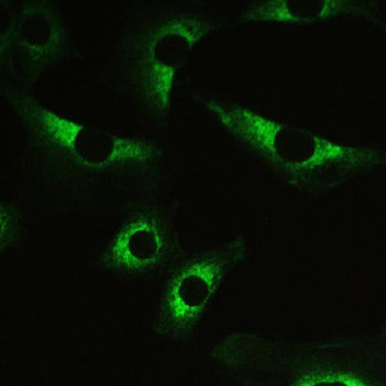 Anti-Myosin Phosphatase/PPP1R12A Antibody