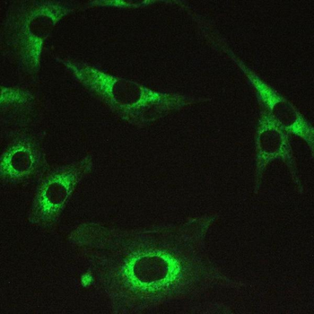 Anti-Myosin Phosphatase/PPP1R12A Antibody