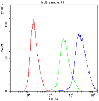 Anti-PTP4A2 Antibody