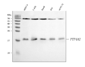 PTP4A2 Antibody