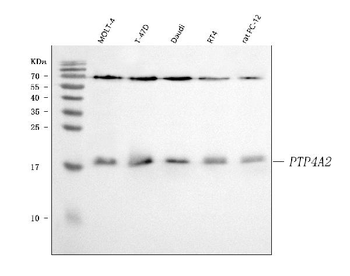 Anti-PTP4A2 Antibody