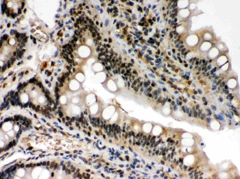 Anti-c-Rel Antibody