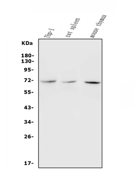 Anti-c-Rel Antibody