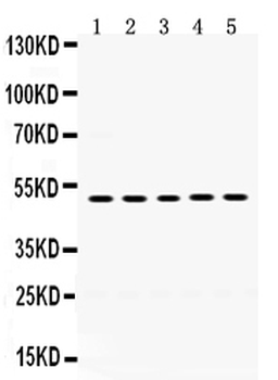 Anti-Syndecan-1/SDC1 Antibody
