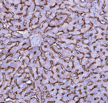 SLC10A1 Antibody