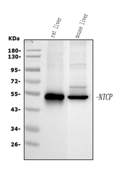 Anti-SLC10A1 Antibody