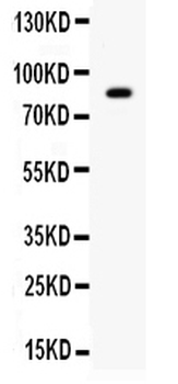 Anti-SMURF 2/SMURF2 Antibody