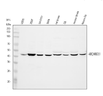 Arc Rabbit Polyclonal Antibody