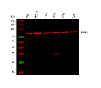 Bag3 Rabbit Polyclonal Antibody