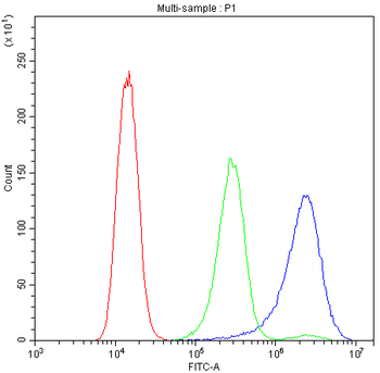 Anti-Bik Antibody