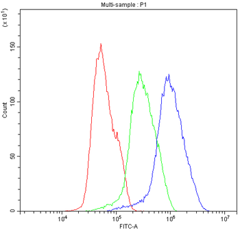 Anti-Bik Antibody