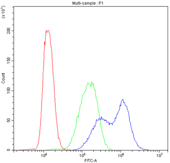Anti-Bik Antibody