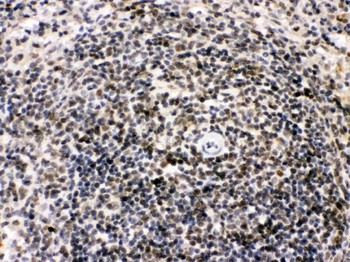 Anti-Bik Antibody