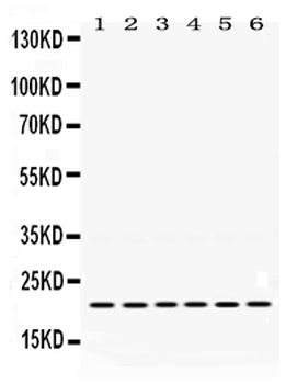 Anti-Bik Antibody