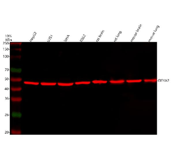Anti-eIF4A2 Antibody