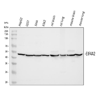 Anti-eIF4A2 Antibody