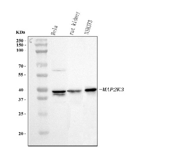 MEK3/MAP2K3 Antibody