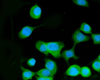 Anti-MEK3/MAP2K3 Antibody