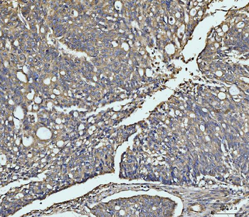 Anti-MEK3/MAP2K3 Antibody