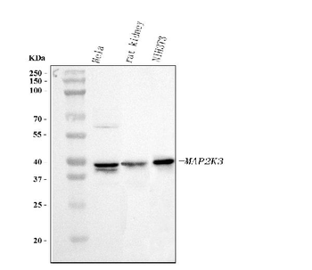 Anti-MEK3/MAP2K3 Antibody