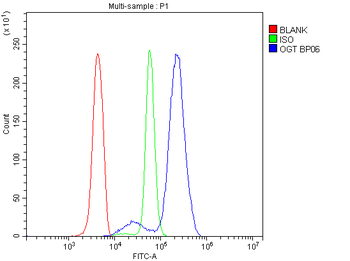Anti-OGT/O-Linked N-Acetylglucosamine Transferase Antibody