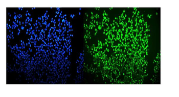Anti-OGT/O-Linked N-Acetylglucosamine Transferase Antibody