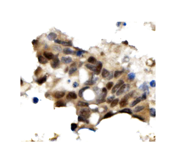Anti-OGT/O-Linked N-Acetylglucosamine Transferase Antibody