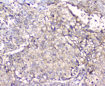 Anti-ALIX/PDCD6IP Antibody