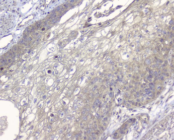 Anti-ALIX/PDCD6IP Antibody